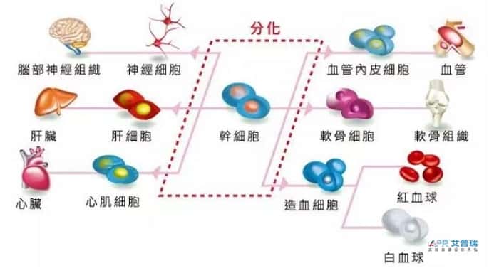 干细胞实验室布局怎么设计？